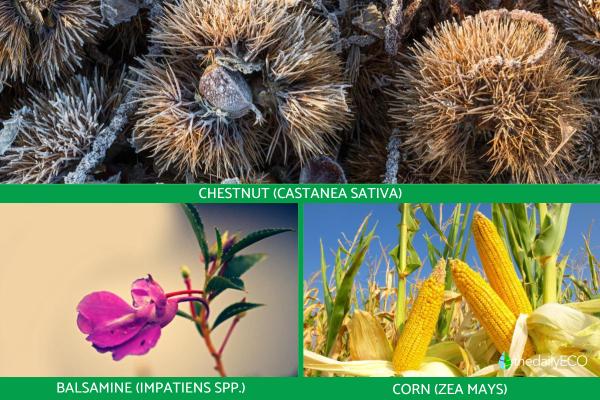 How Do Plants Spread Seeds? -