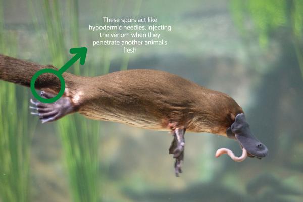 Is Platypus Venom Dangerous to Humans? - How do platypus produce venom?