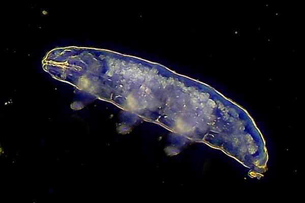 What Are Tardigrades? - How do tardigrades reproduce?