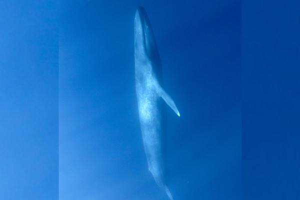 How Do Whales Sleep Without Drowning? - How do whales sleep without drowning?