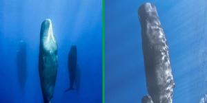 How Do Whales Sleep Without Drowning?