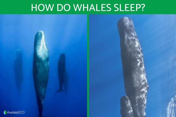 How Do Whales Sleep Without Drowning?