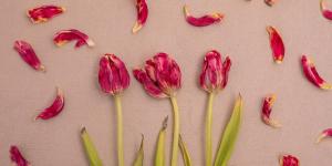 How Do You Dry and Keep Tulips?