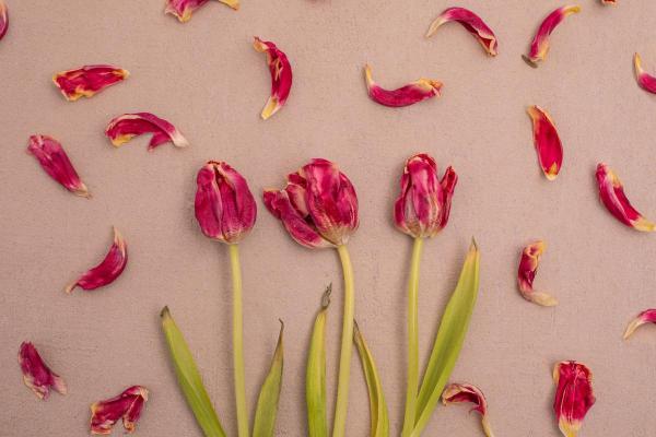 How Do You Dry and Keep Tulips?