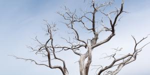 How Do You Tell if a Tree Is Fully Dead?