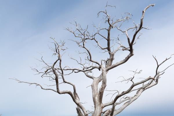 How Do You Tell if a Tree Is Fully Dead?