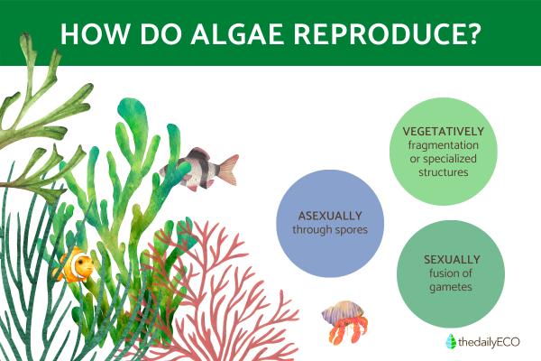 How Does an Algae Reproduce?