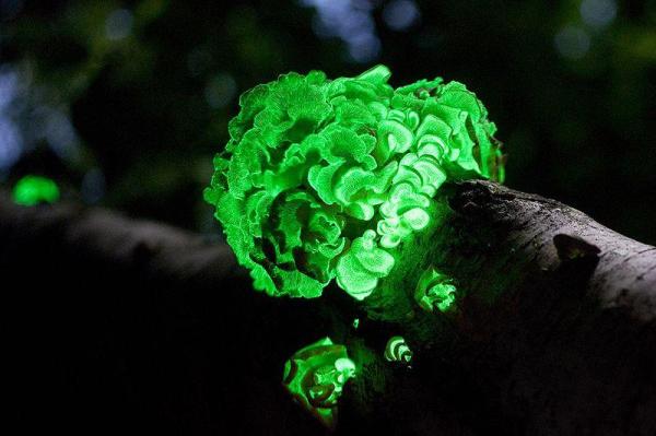 How Does Bioluminescent Light Work?