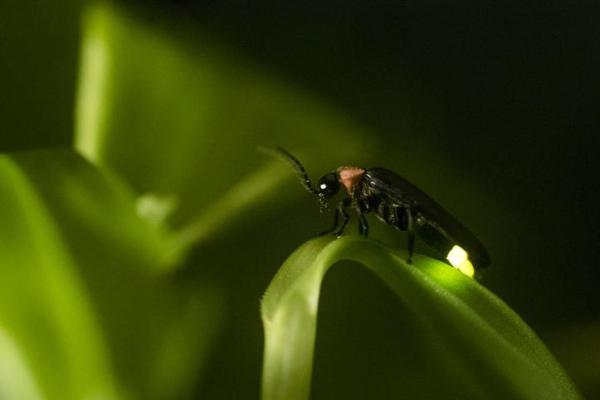 How Does Bioluminescent Light Work? -