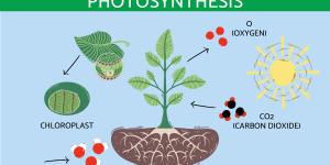 How Does Photosynthesis Work?