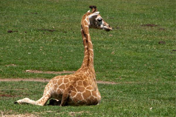 How Do Giraffes Sleep? - How giraffes sleep