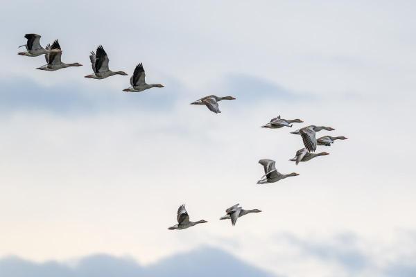 How High Can Ducks Fly? - How high can ducks fly?