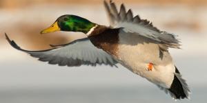How High Can Ducks Fly?