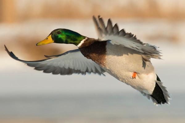 How High Can Ducks Fly?