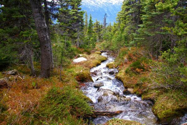 What Is a Stream in Geography? - How is a stream formed?