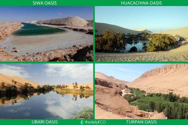 What Is an Oasis in a Desert? - How is an oasis is formed?