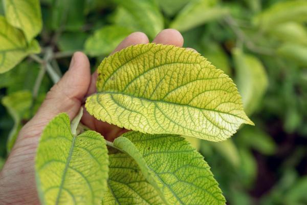 Chelated Iron for Plants - Types and Uses - How is chelated iron for plants used?