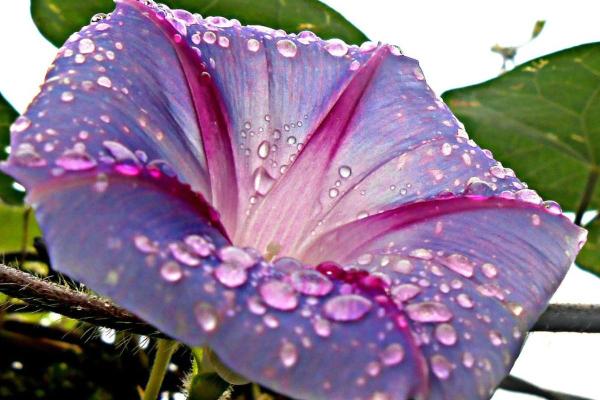 What Is Dew and How Does It Form? - How is dew formed?