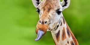 How Long and What Color Is a Giraffe's Tongue?