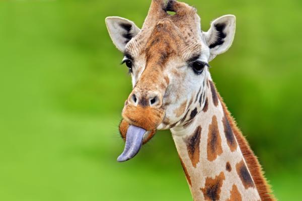 How Long and What Color Is a Giraffe's Tongue?