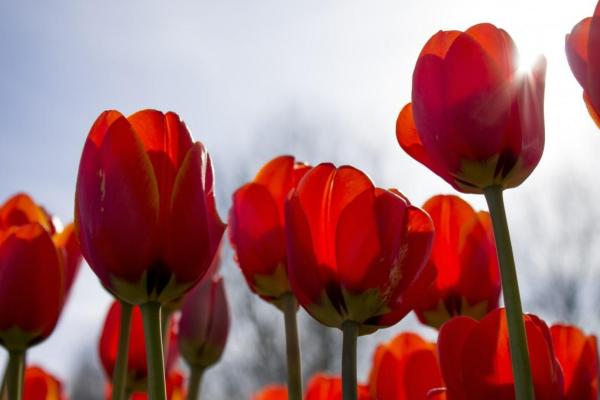 What Do Red Tulips Symbolize? - How long do red tulips live?