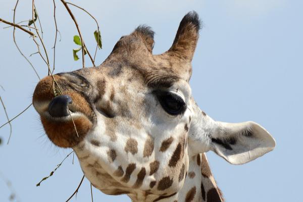 How Long and What Color Is a Giraffe's Tongue? - How long is a giraffe's tongue?