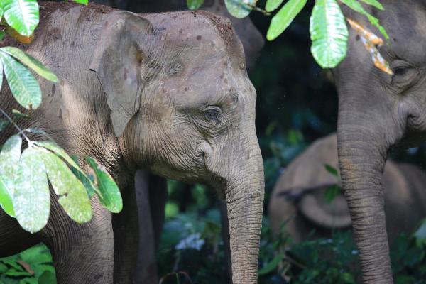 How Many Species of Animals Are There in the World? - How many animals are in danger of extinction in the world?