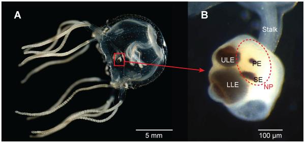 Do Jellyfish Have Eyes? - How many eyes do jellyfish have?