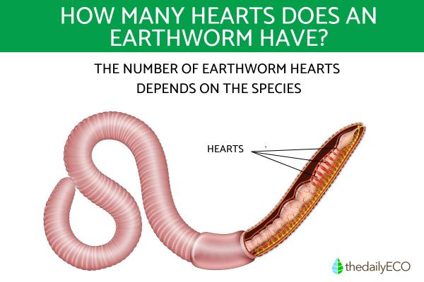 How Many Hearts Do Earthworms Have? - How many hearts do earthworms have?