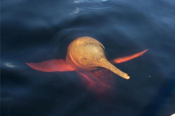 Are Amazon Pink Dolphins in Danger? - How many pink Amazon dolphins are left in the world?