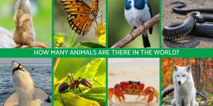 How Many Species of Animals Are There in the World?