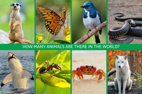 How Many Species of Animals Are There in the World?