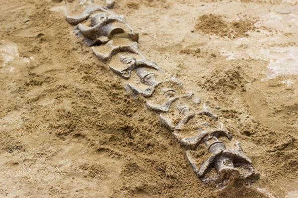 How Many Kinds of Dinosaurs Were There? - How many species of dinosaurs are believed to have existed?