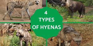 How Many Types of Hyenas Are There?
