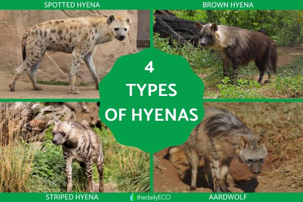 How Many Types of Hyenas Are There?