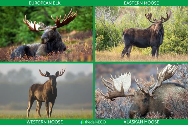 What Are the Different Types of Moose? - How many types of moose are there?