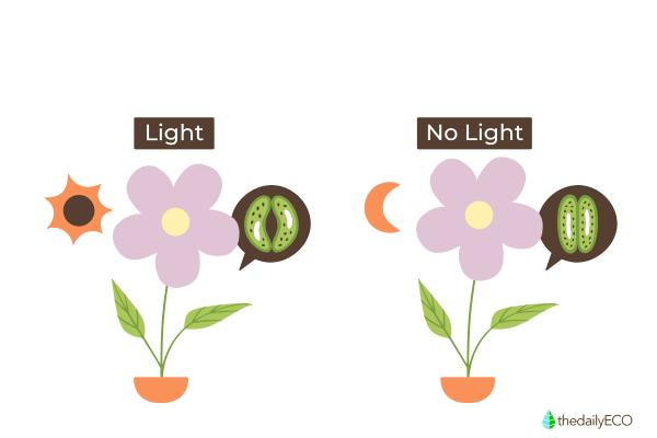 Where and How Plants Breathe - How photosynthesis and respiration work together