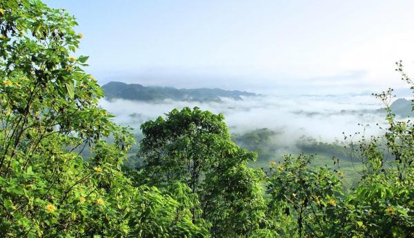 What Are Primary Forests? - Definition With Examples - How primary forests are formed