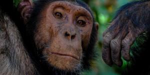 How Similar Are Humans and Chimpanzees?