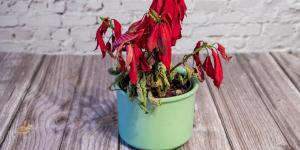 How to Bring a Poinsettia Back to Life