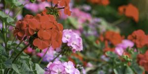 How to Care for a Geranium