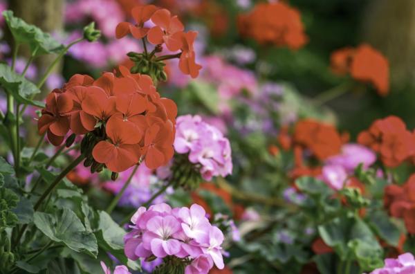 How to Care for a Geranium