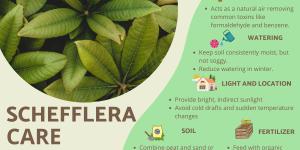 How to Care for a Schefflera Plant (Umbrella Tree) Indoors?
