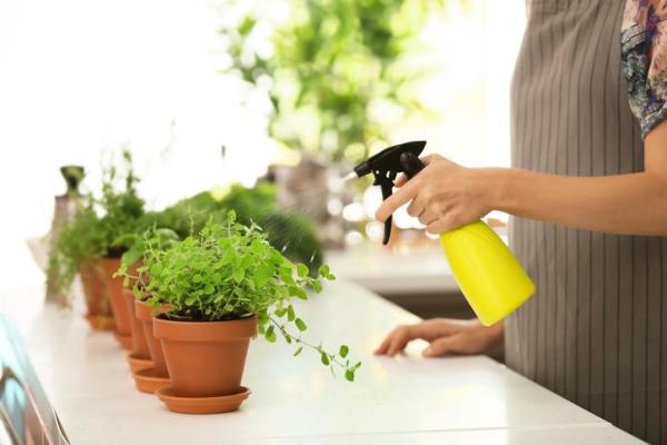 How to Grow and Use Oregano - How to care for an oregano plant