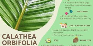 How to Care for Calathea Orbifolia