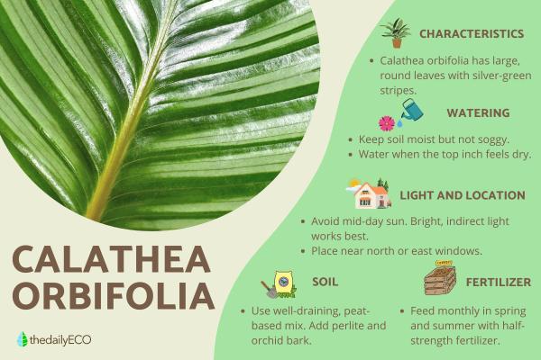 How to Care for Calathea Orbifolia