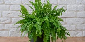 How to Care for Indoor Ferns