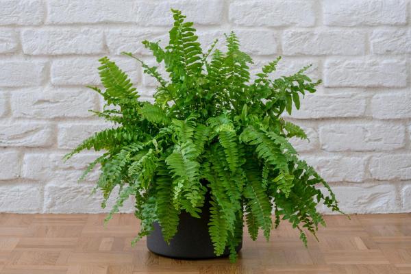 How to Care for Indoor Ferns