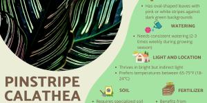 How to Care for Pinstripe Calathea