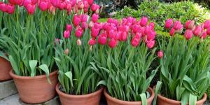 How to Care For Potted Tulips